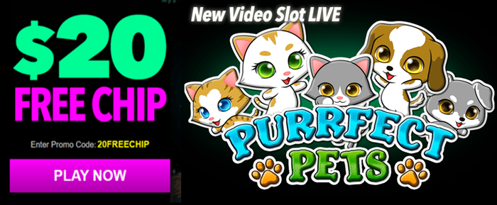 Purrfect Pets Slot Review: Can These Adorable Pets Fetch You Big Wins?